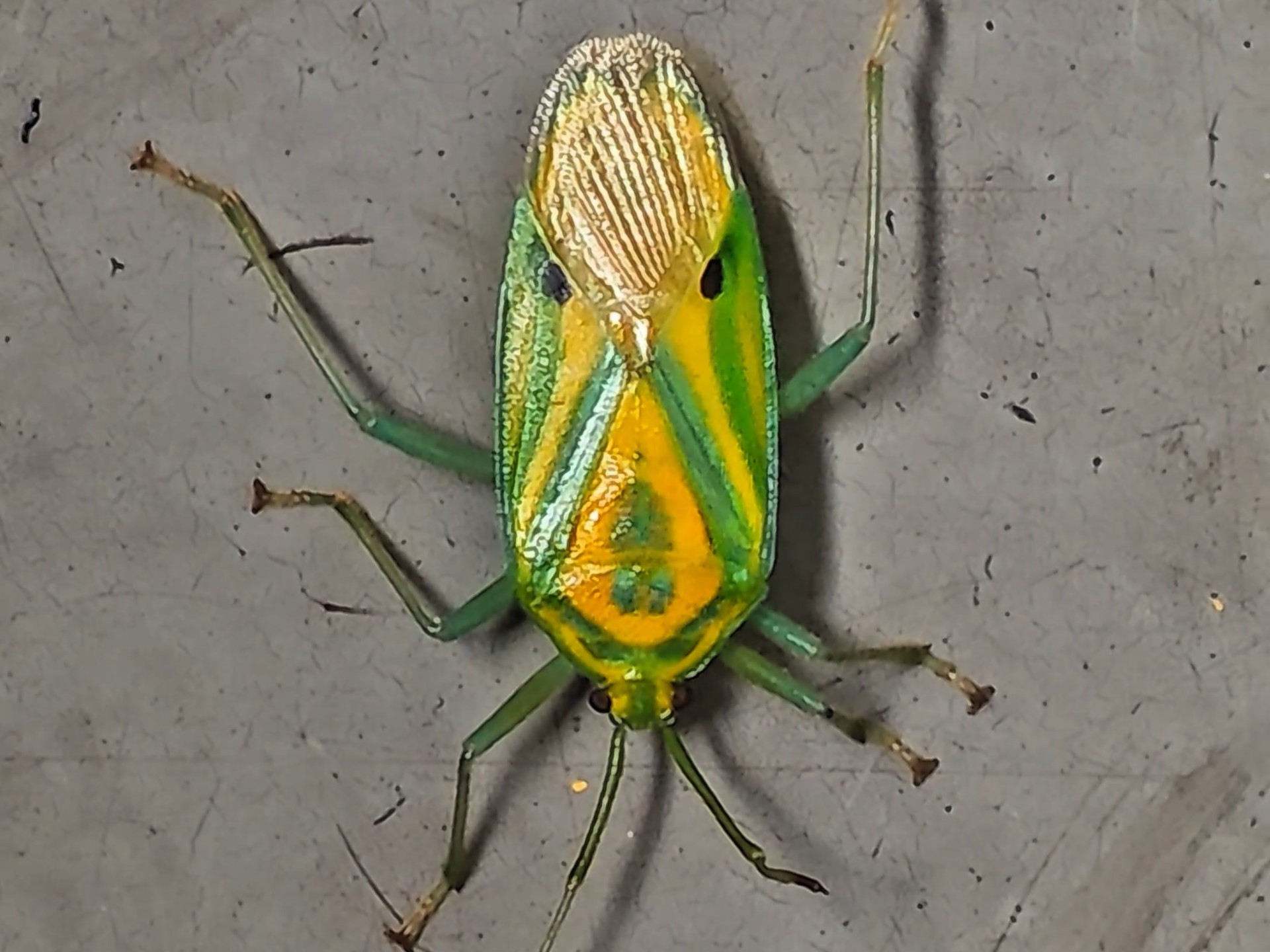 包含酏%<rG*Bs,蝽??[<L0的词条